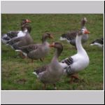 Anser anser - Graugans 06 OS-Rubbenbruchsee.jpg